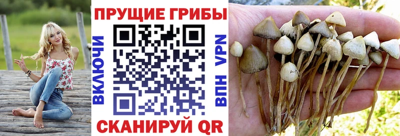 как найти наркотики  Дятьково  Галлюциногенные грибы прущие грибы 